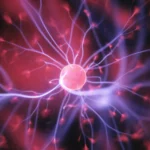 neural_pathways; neuroscience; red_nerve_connections