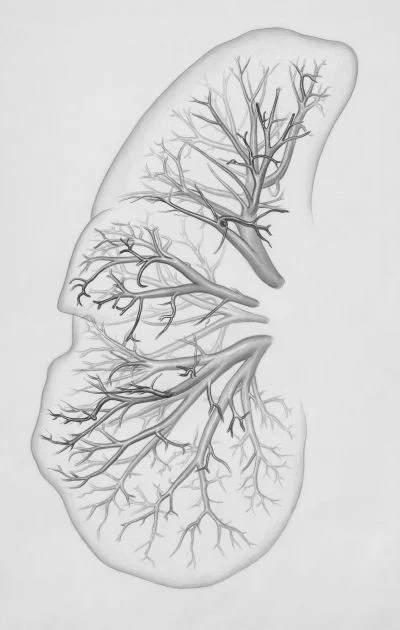 Human lung and blood supply