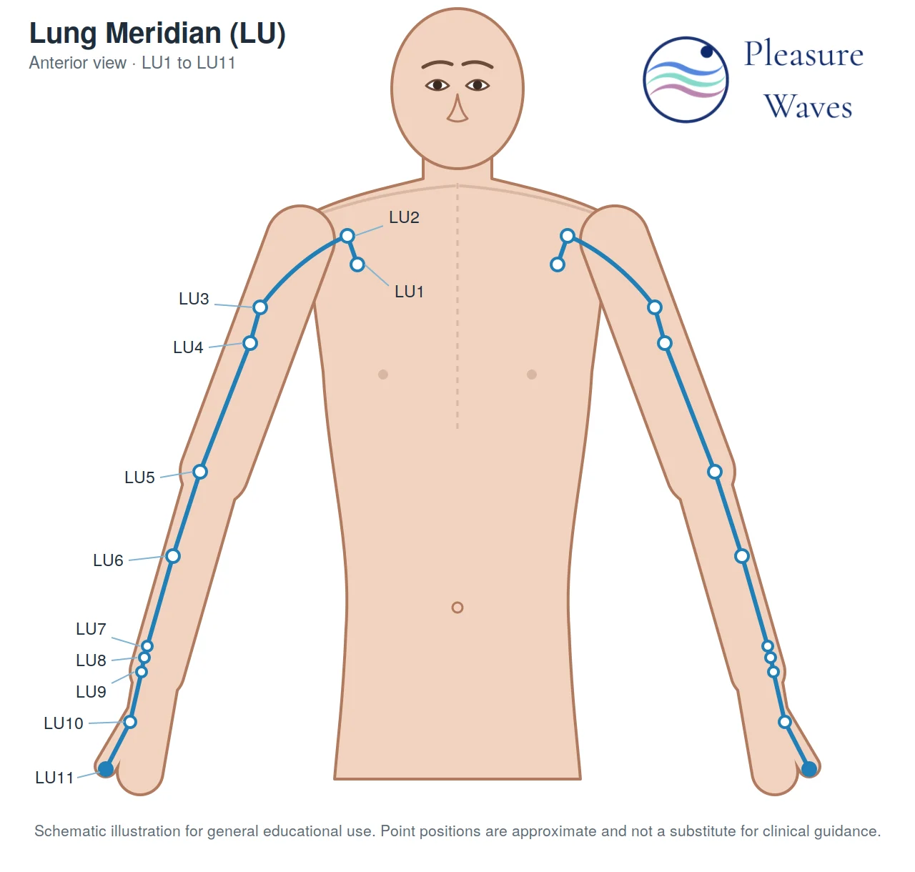 Diagram of the lung meridain from the collarbone to the thumb